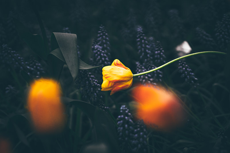 Healing from PTSD, Trauma and Mind-Body Anxiety